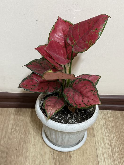 Аглаонема 5500 тенге