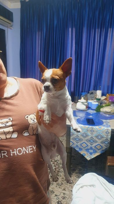 Чихуахуа продажа