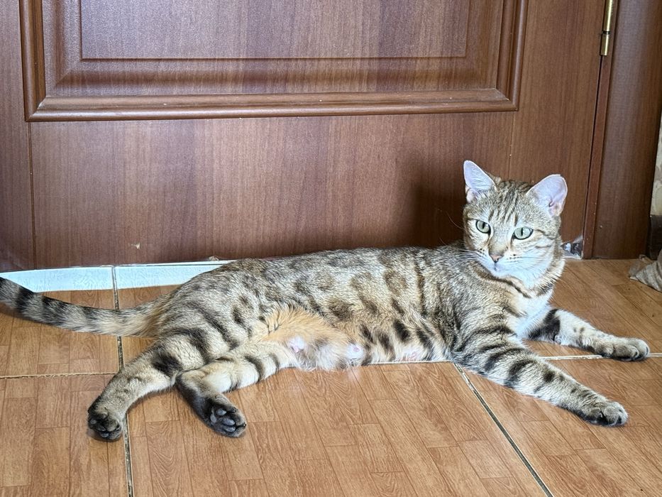 Котята Марғау анасы чистый бенгал