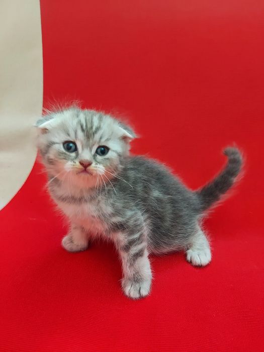 Продаю породистых котят