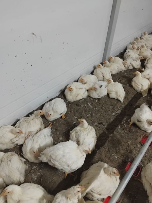 Домашняя курица бролер