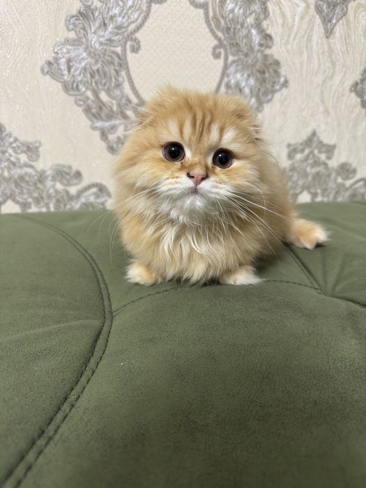 Mushuk sotiladi zotli sog’lom