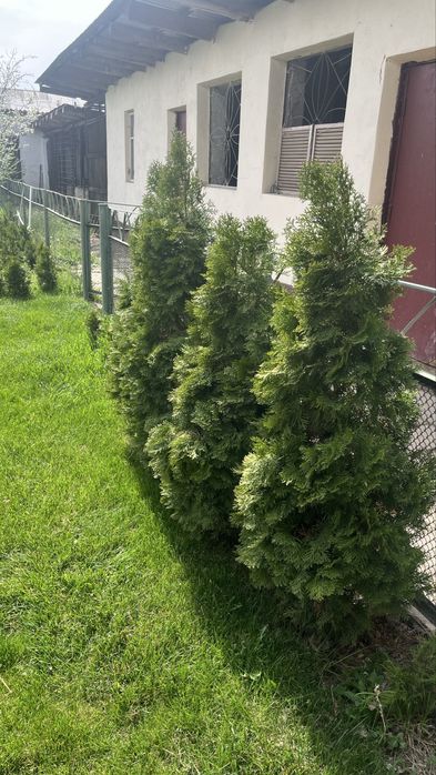 Туя (Туи) Смарагд, елка, елки