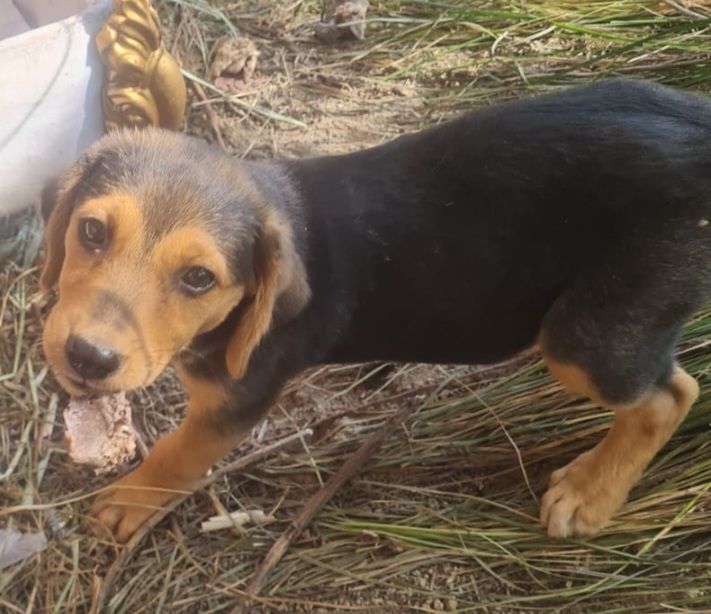 Отдам в добрые руки щенка.АЛМАТЫ