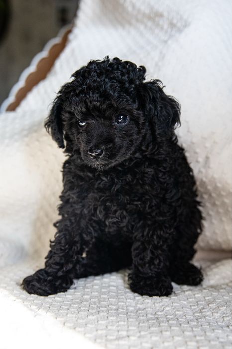 Щенки той пудели черные