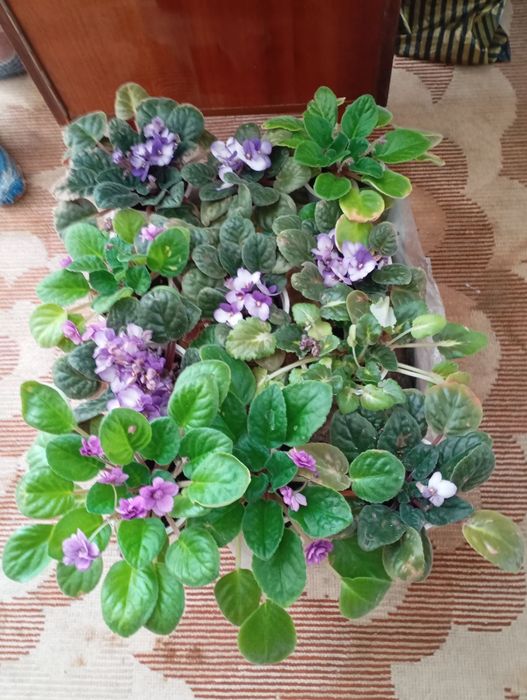Продам фиалки трёх цветов