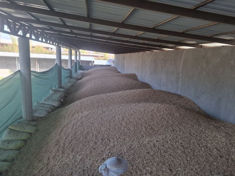 Бугдой сотилади месни тозза сифати ало даражада 10 тонна бор яанги буг