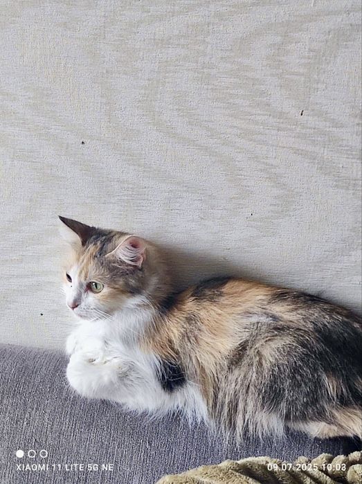 Кошка Алиса, отдам в добрые  руки