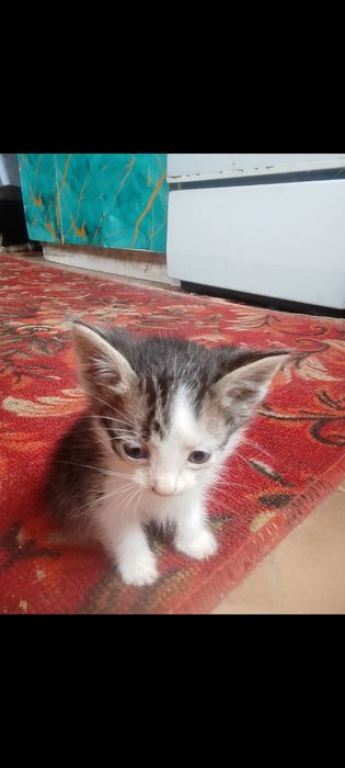 Отдам котёнка в добрые руки