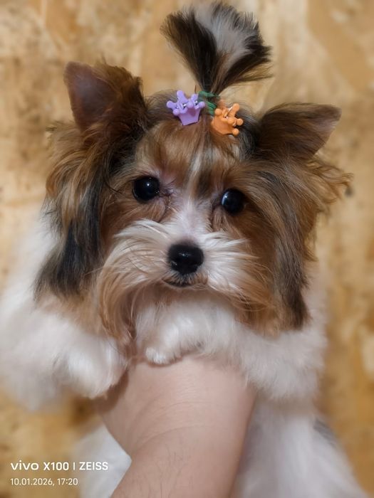 Очаровательные щенки бивера