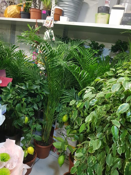 Комнатные цветы. Цветы для офиса. Растения для озеленения