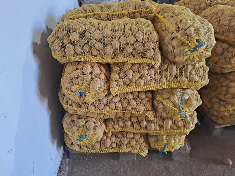 Картоф за семе сорт сорая.