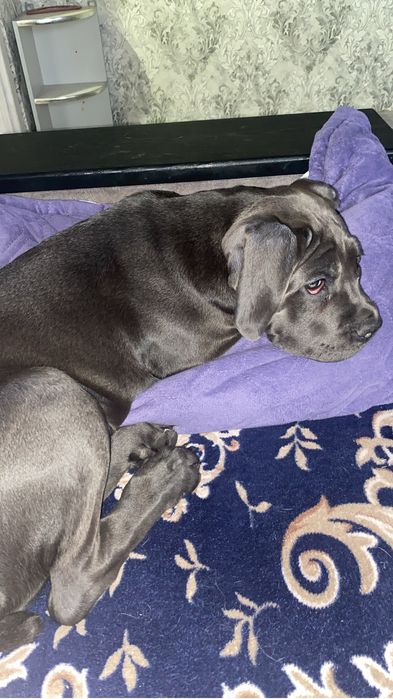 Продам щенка Кане Корсо