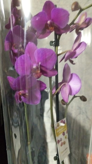 Ппродам орхидеи фаленопсис