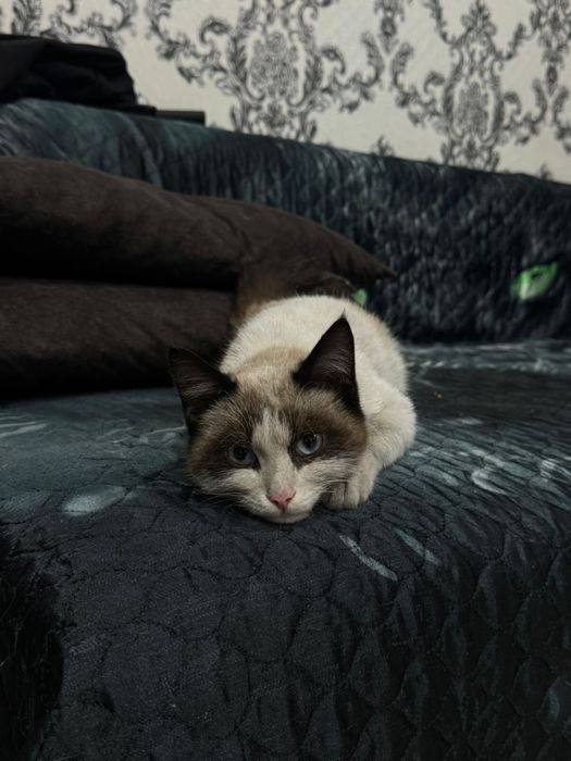 Котик мальчик 4 месяца