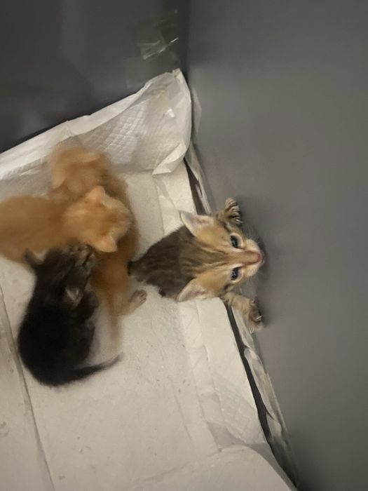 Котёнок 3 недели