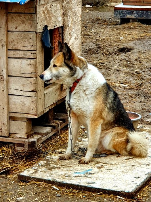 Девочка из приюта "Хвостатый Рай"