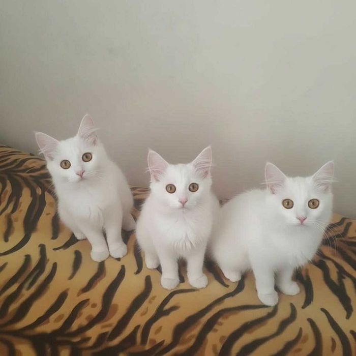 Белоснежные котята Турецкой ангоры БЕСПЛАТНО в добрые руки.