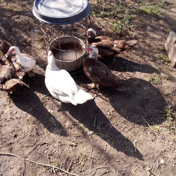 Продам яйца уток