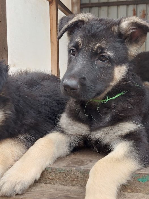 Щенки Восточноевропейской овчарки