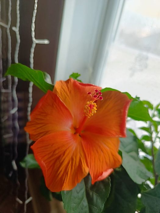 Продам укорененные черенки Гибискуса