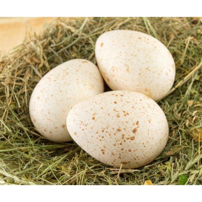 Ouă de curca  de casă