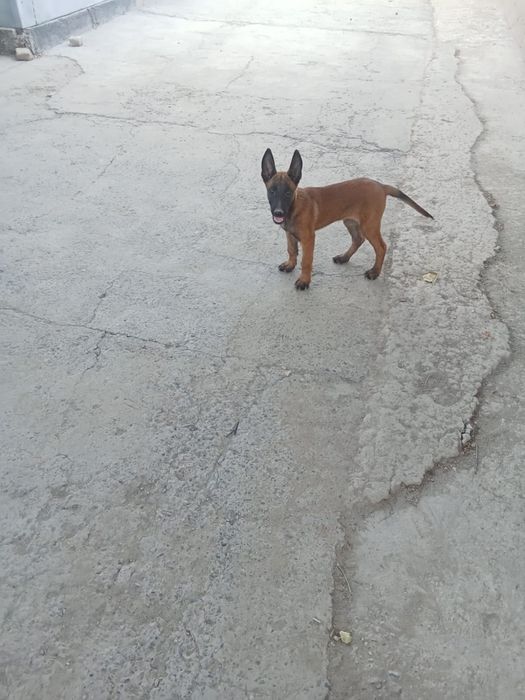 Продам щенка бельгиской овчарки!