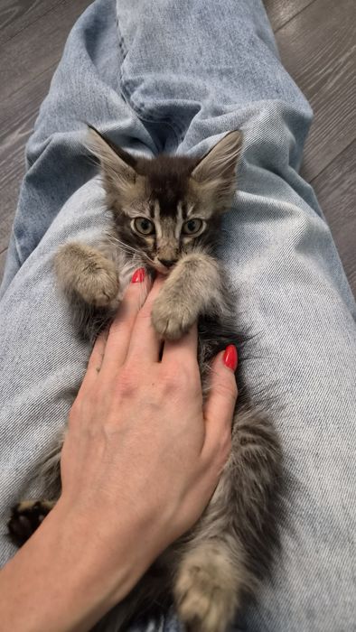 Котёнок, девочка 3- 4 мес.