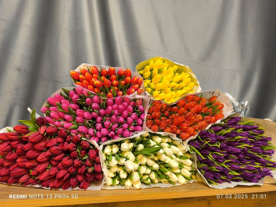 Тюльпаны ОПТОМ Костанай