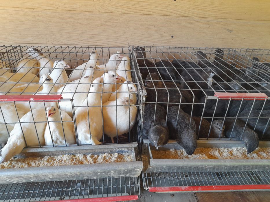 Oua prepelita Giganta polară , japoneza mare ,jumbo gold ,jumbo lav