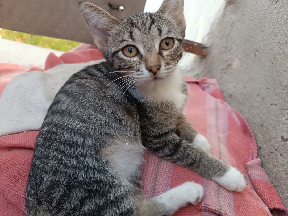 Домашние котята.