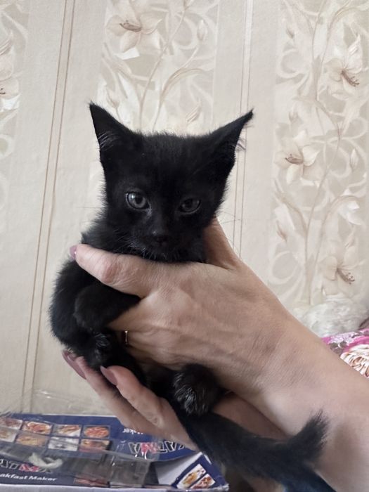 Котятки в хорошие ручки