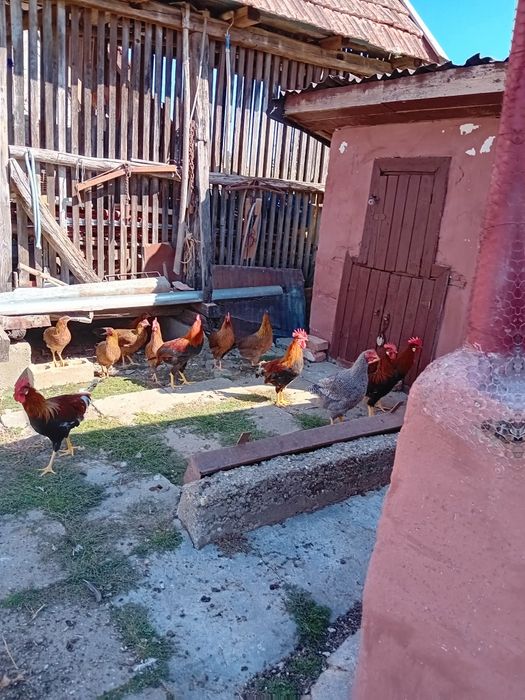 Vând cocoși rasă italiană