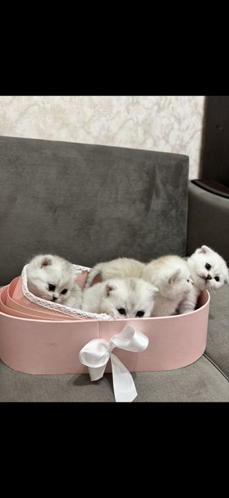 Британский шиншила котята