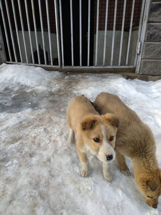 Мальчик и девочка сторожа