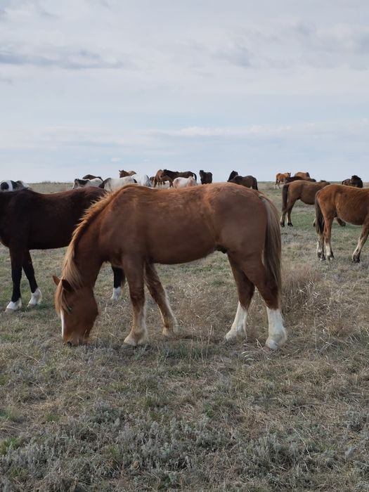 Продам полутяжа 3 года