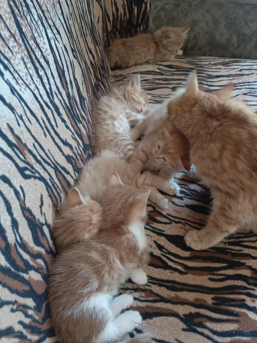 Отдам котят в хорошие руки