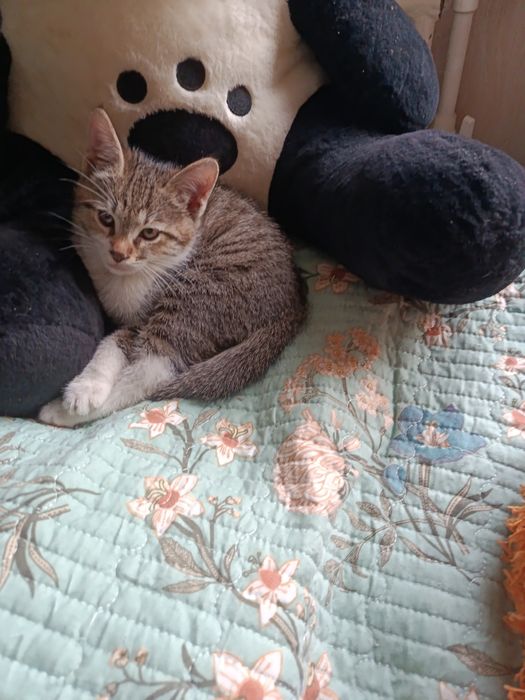 Пристраивается котёнок в добрые, ответственные руки