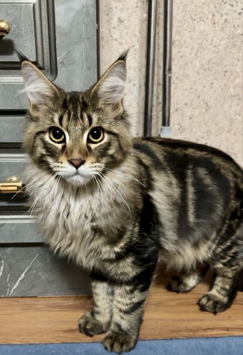 Мейн кун мальчик 6 месяцев