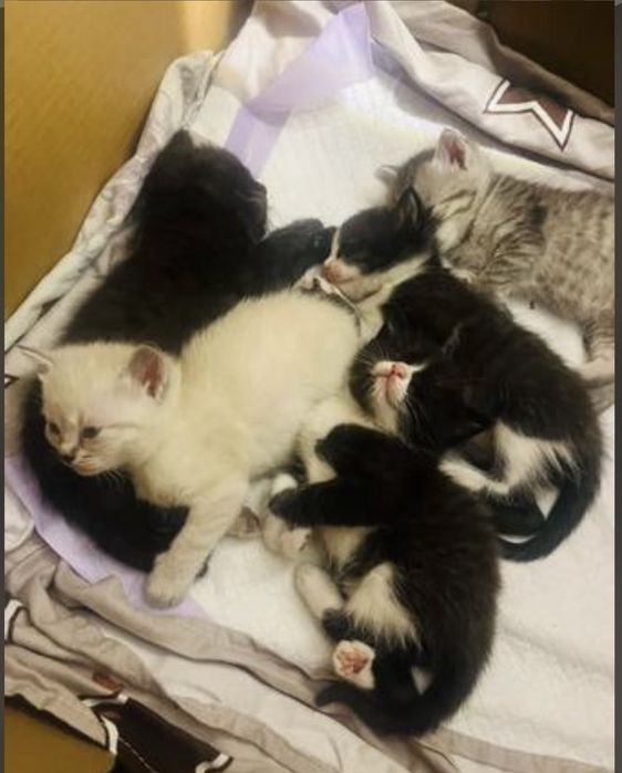 Срочно отдат котят в добрые руки