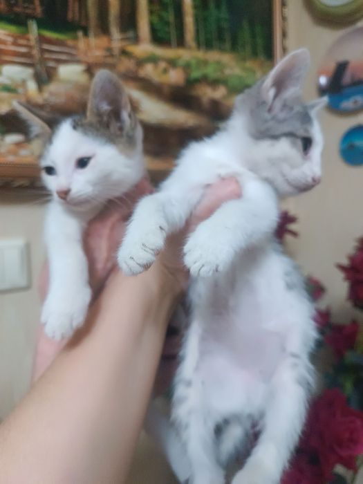 Отдаем котят чистенькие