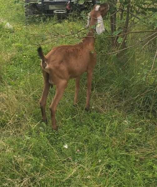 Capra Anglo nubiana