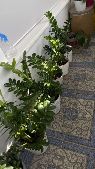 Продам цветок Замиокулькас, 1м