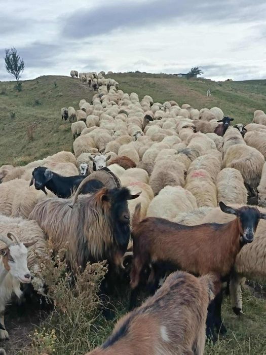 Vând oii bune de lapte