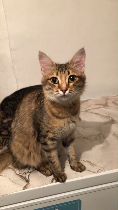 Бесплатно котята