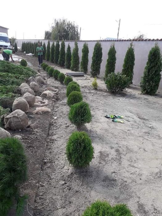 Plante ornamentale și rulou de gazon, Livrare rapida oriunde în Țară