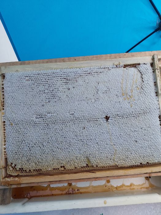 Мед натуральный, с собственной пасеки