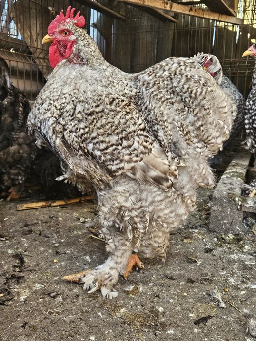 Cocos cochinchina uriaș barat deschis