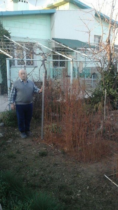 Метасеквойя в Узбекистане