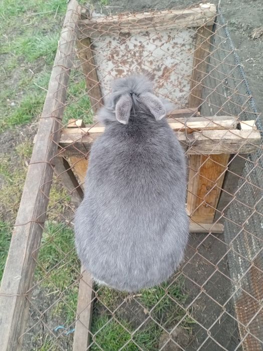 De vânzare iepuroaica cap de leu